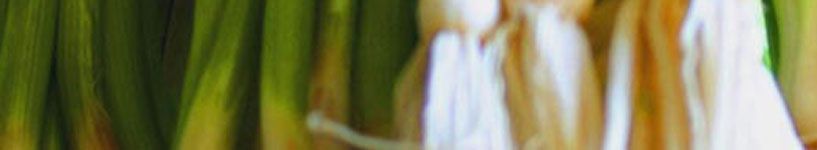 Woodland Herbs